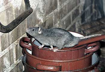 Rodent Removal Project | Attic Cleaning Culver City, CA