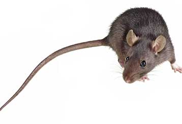 Rodent Proofing | Attic Cleaning Culver City, CA